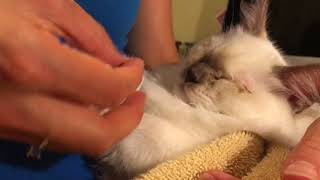 Ragdoll kitten - как помазать глазки котенку глазной мазью - лечим глазную простуду рэгдоллу