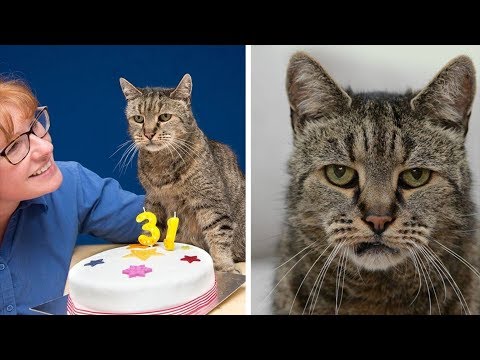 Video: Oregon Kedisi Dünyanın Yaşayan En Yaşlı Kedisidir