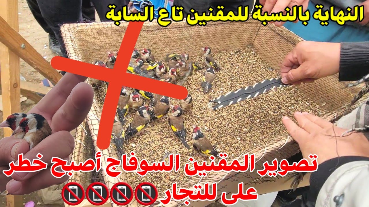 تصوير مقنين السوفاج أصبح مهمة صعبة !؟ ربما هذا آخر فيديو خاص بالسوفاج 😥 لي تروح ليه يبدا إشنف عليك 📵