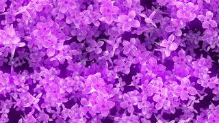 Flowers Lilac Falling Abstract Background Video | Ultra HD 4K screenshot 3