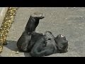 ゴリラのおもしろ動画 part2 / 東山動物園