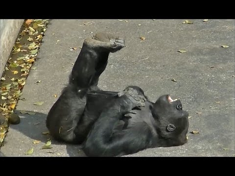 ゴリラのおもしろ動画 Part2 東山動物園 Youtube