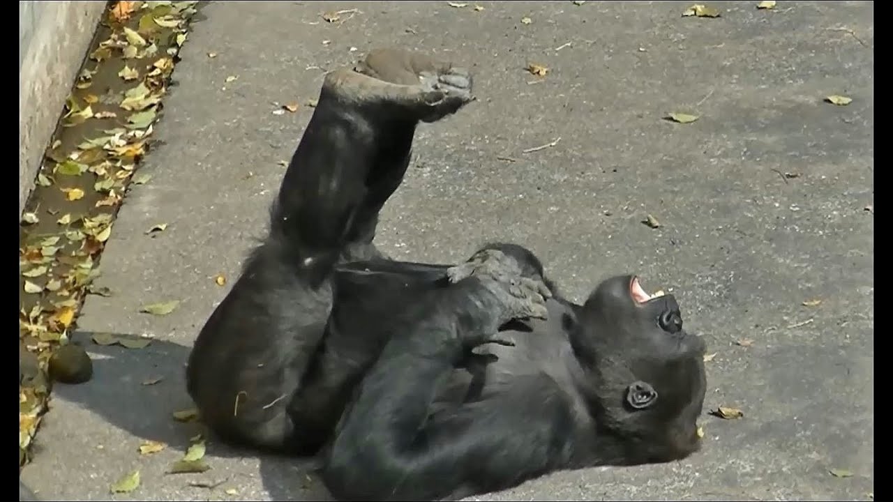 ゴリラのおもしろ動画 Part2 東山動物園 Youtube