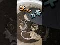 最強の土にカラを埋めて10ヶ月