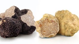 “Rrënja më e shtrenjtë në botë”, gazetarja: Shitet deri në 90 mijë Euro, gjendet edhe në Shqipëri