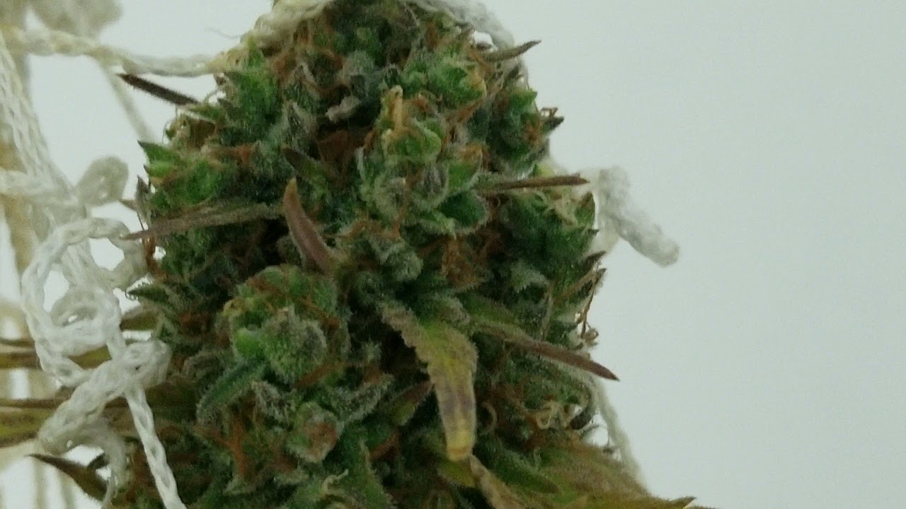 White Rhino from ILGM