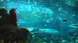Ripleys aquarium toronto, sharks after dark 2015