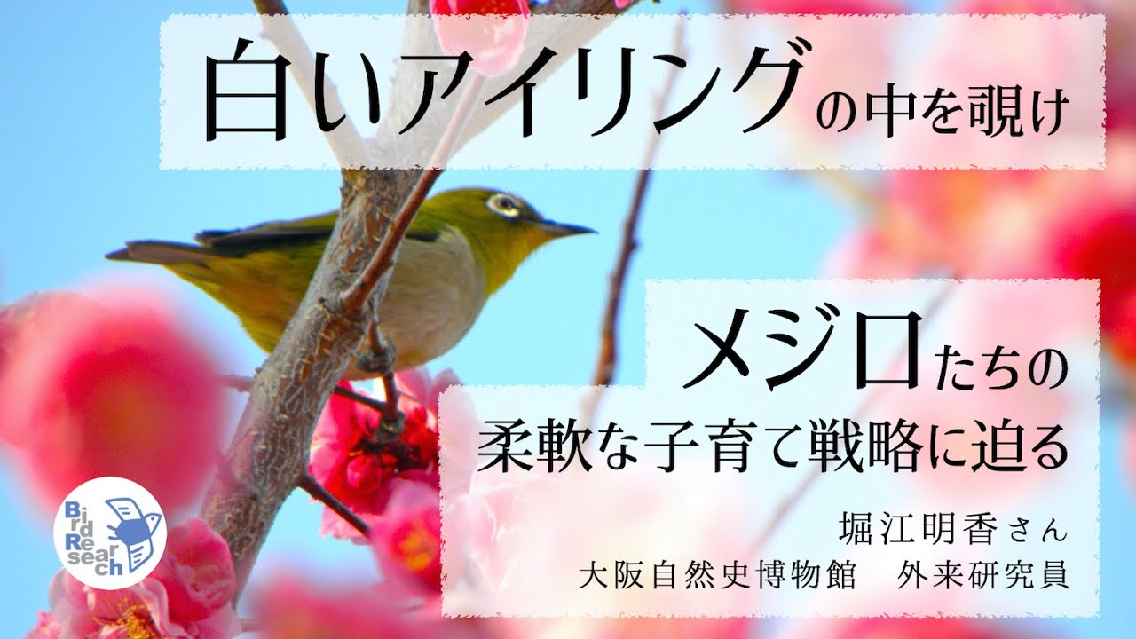 前半】白いアイリングの中を覗け -メジロたちの柔軟な子育て戦略に迫る