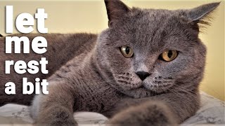 LET ME REST  BRITISH SHORTHAIR