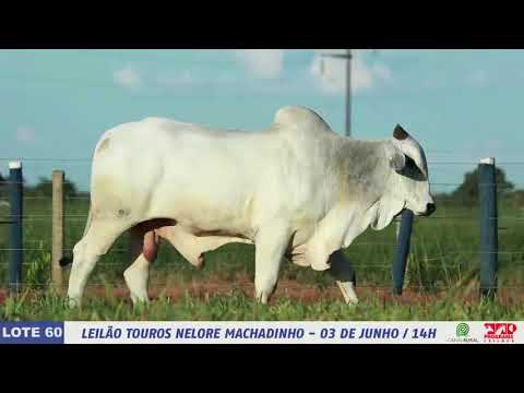 LOTE 60   DIM 6049 1 MP4