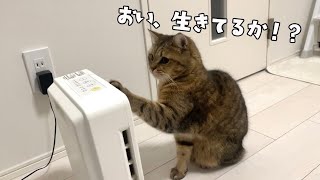 やっぱりヒーターをどうしても付けて欲しい冬苦手ネコ