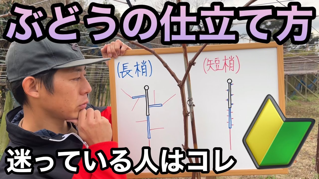 [ぶどうの学校]ぶどうの仕立て方〜苗木1〜2年生からの適切な樹造りについて〜2022-12-02