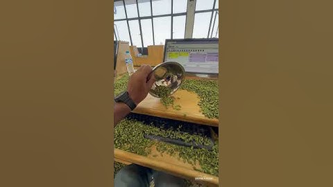 Cardamom auction #cardamom #spices #kerala #auction #shorts #job #