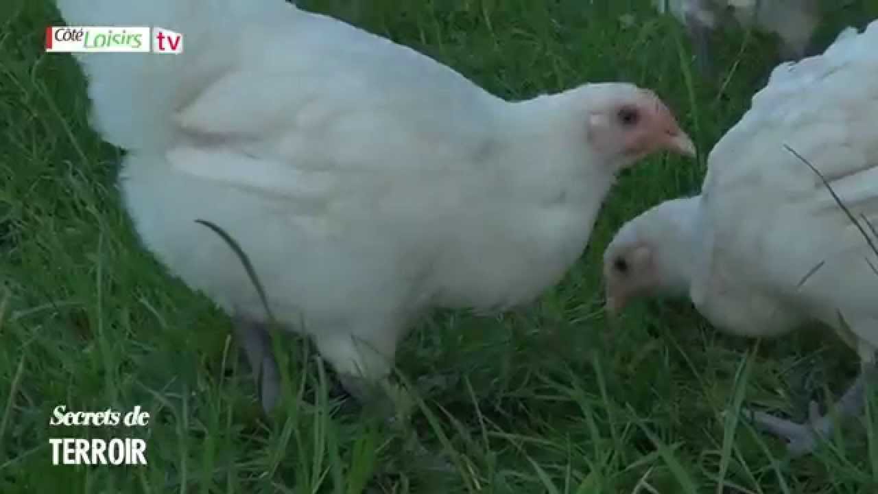 Volailles de Bresse, l'excellence dans vos assiettes !