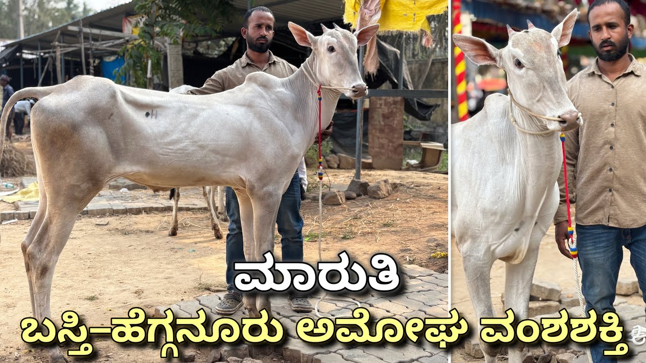 Maruthi🔥The magic of Basthi and Hegganuru bloodline