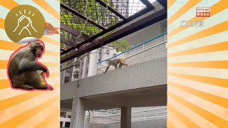 凝聚香港  猴子猴擒嚇親人