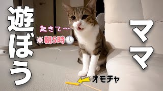 朝5時から「遊んで」と鳴いてオモチャを持ってくる愛猫が可愛すぎました