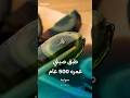 بيض القرن طبق صيني عمره 500 عام