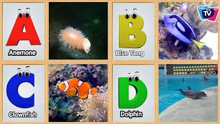Sea Animals ABC Song | Sea Animals Alphabet Song | Learn The Names of Sea Animals | Learn ABC