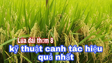 Giống lúa đài thơm 8 - Đặc tính và kỹ thuật canh tác hiệu quả nhất | lê chung vlog