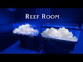 Installation de la reef room 
