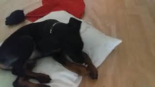 2 aylık yavru doberman (Achill) ilk görüntüler