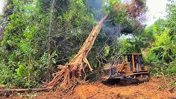 bulldozer Taking Out Trees, Bulldozer Caterpillar D6 Open The Plantation