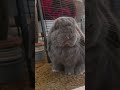 Today’s episode of fat and jobless: Snuggles edition 🐰#shorts #bunny #rabbit #cutebunny #petshorts