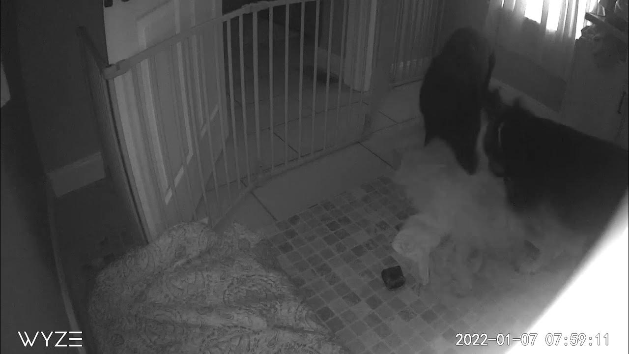 My dogs tearing up their blankets and bed YouTube