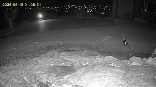 Skunk bites coyotes tail    Rio Rico, Arizona July 2, 2026