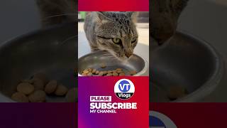 Desi Street Cat’s Heartwarming Transformation 🐾 From Fear to Friendship ❤️ #IndianCat #CatLove #Cat