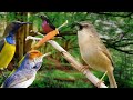 Masteran Burung Kecil Suara Pedas durasi panjang paling bagus buat murai