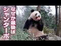 朝食にデザートはおりんご！なぜかシャンターボで帰っていったシャンシャン。（2023/12/25）