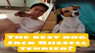 Vlog.1 Jack Russell terrier Facts (Tagalog)