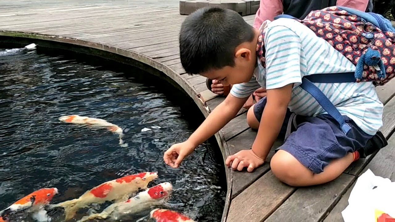 Manfaat Istimewa Punya Kolam Ikan Koi Di Rumah Reason About Why You Must Have Koi Pond In Home Youtube