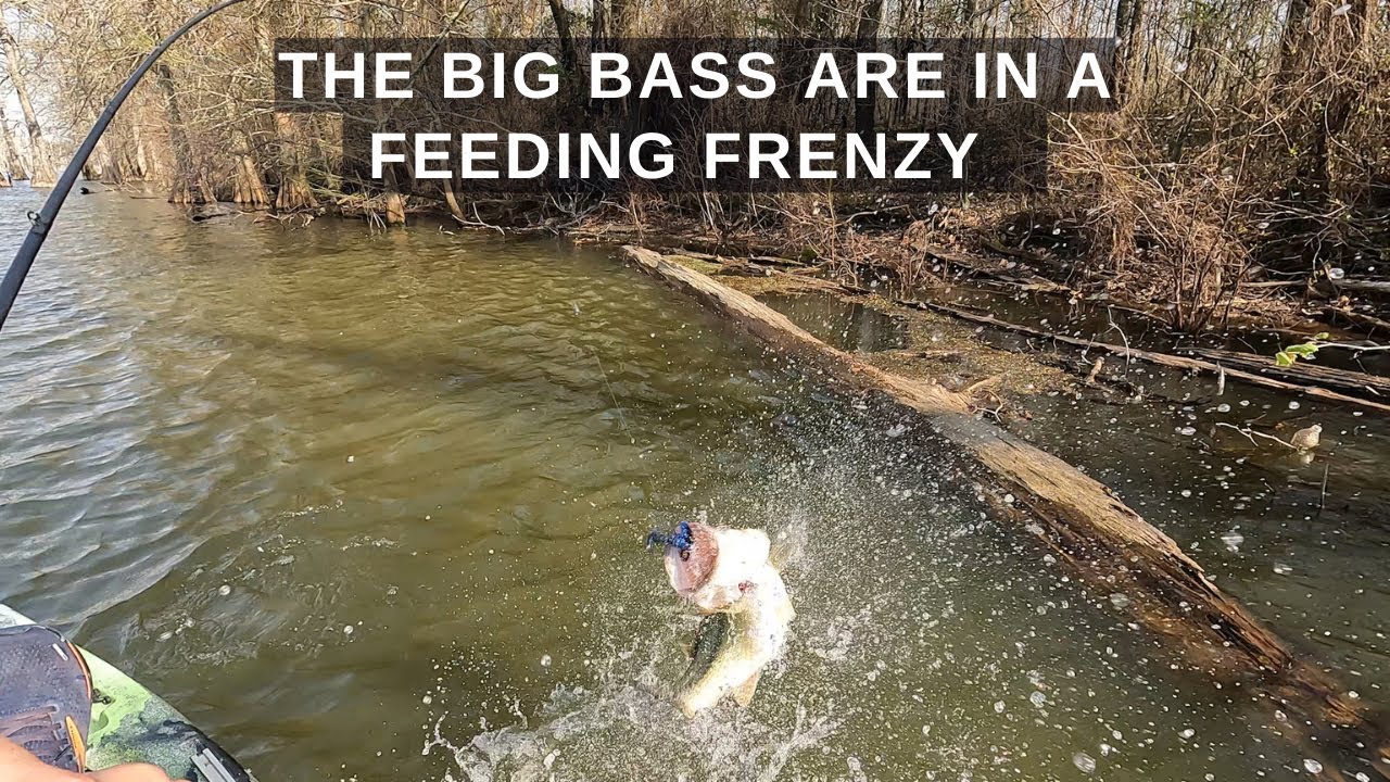 The Big Bass are in an early spring Feeding Frenzy – Insanely Good Day!