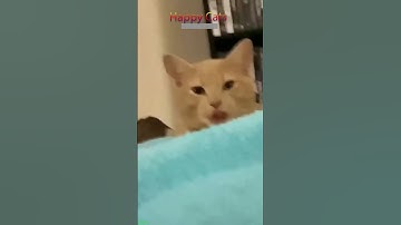 Thumbnail of Cute Cats 🐕 #viral 😸 #HappyCats Episode 6175
