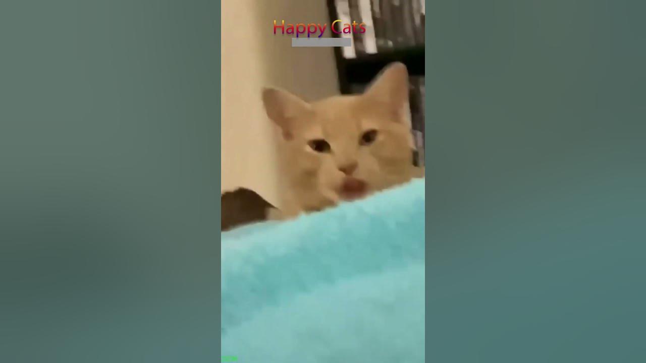 Cute Cats 🐕 #viral 😸 #HappyCats Episode 6175