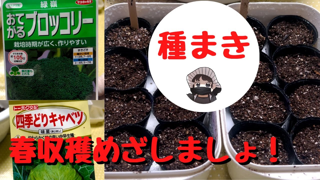春収穫のお野菜種まき【キャベツ】【ブロッコリー】【緑嶺】【味星