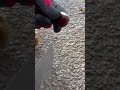 شجر البندق على حافة الطريق 
