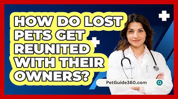 How Do Lost Pets Get Reunited With Their Owners? - PetGuide360.com
