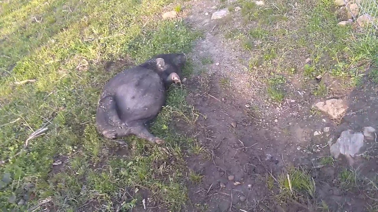 Drunk Pig