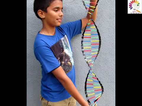 Sự Khác Nhau Giữa DNA và RNA Về Cấu Tạo Như Thế Nào