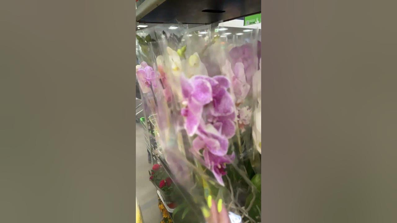 Нечаянно попала на поступление орхидей в Леруа Мерлен Мега Омск - YouTube