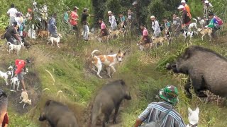 RIBUAN ORANG MENGEPUNG HAMA BABI HUTAN YANG MERESAHKAN INI DI LERENG BUKIT •TANAH DATAR