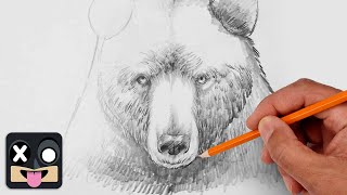 How To Draw a Bear | Step by Step Sketch Tutorial