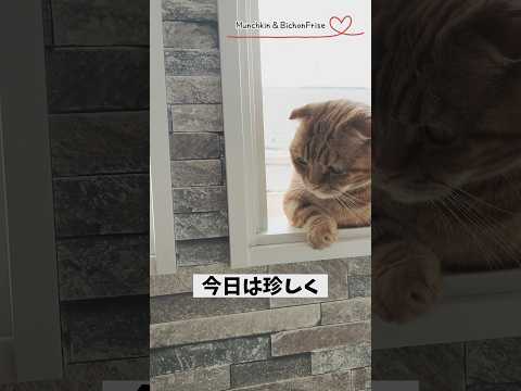 【マンチカン】日向ぼっこで高い窓に登った短足猫 【犬と猫、両方飼ってると毎日かわいい♥】