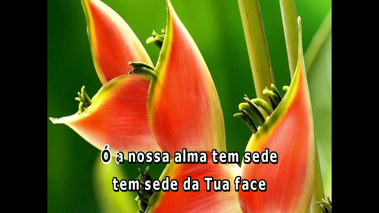 05636 - A VIGÍLIA - RENOVA-ME -==Karaoke–Videoke – Playback - Raf electronics