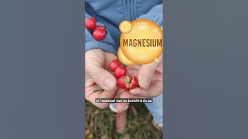 #C-vitamin #koleszterin #csipkebogyó #idegrendszer