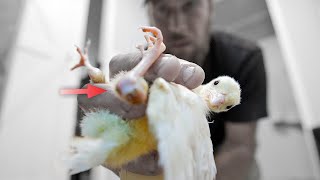 Is it TOO LATE to fix the injured white PEACHICK?